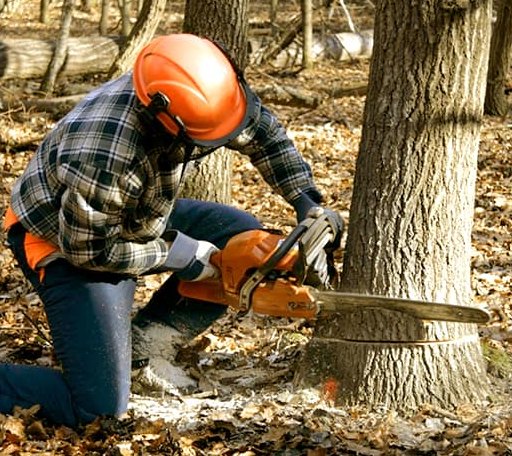 Tree Removal in Aspers, PA